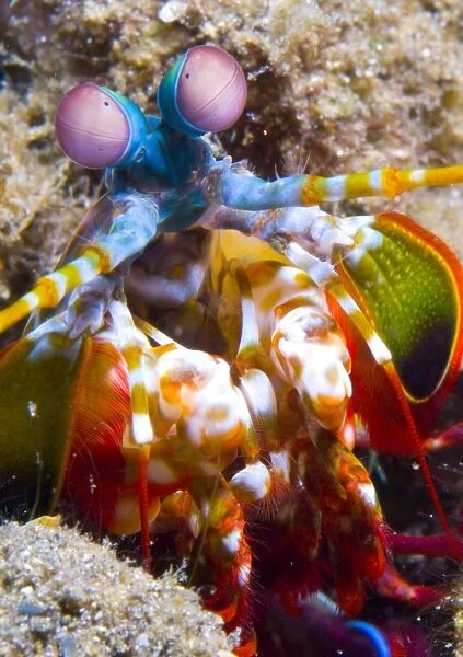 Close-up view of a Mantis Shrimp, Papua New Guinea