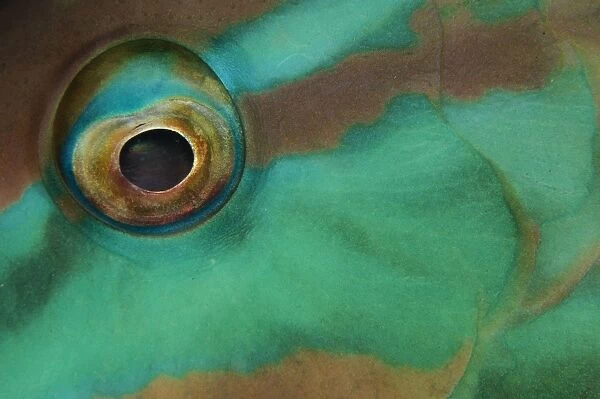 Close-up view of parrotfish eye, Belize
