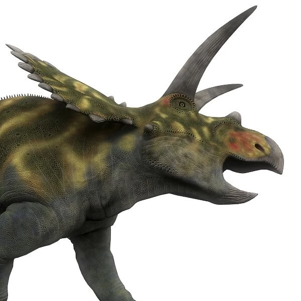 Coahuilaceratops dinosaur, side view
