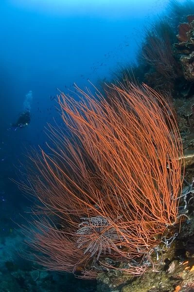 Colony of red whip fan coral with diver, Papua New Guinea