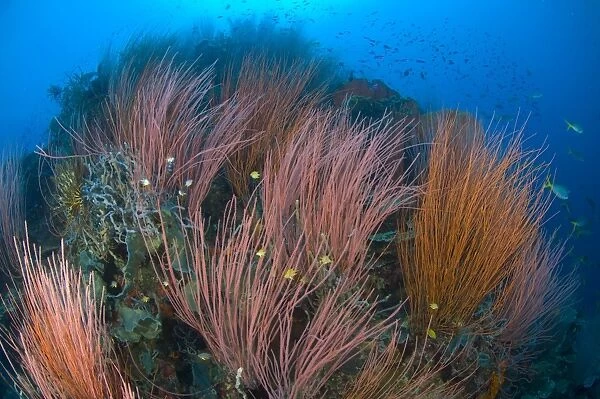 Colony of red whip fan coral, Papua New Guinea