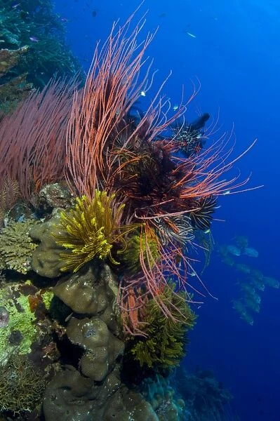 A colony of red whip fan corals with crinoids, Papua New Guinea