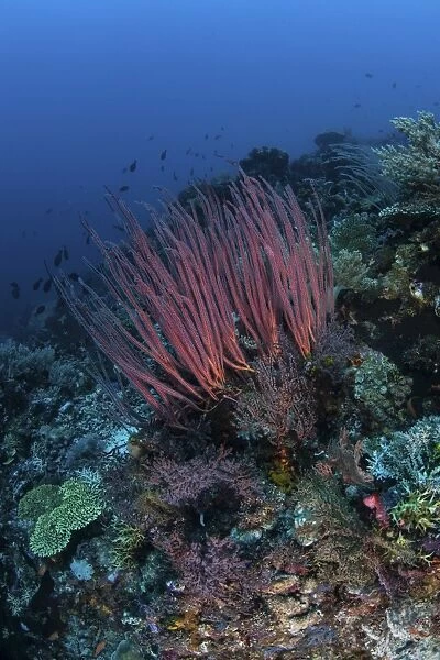 A colony of sea whips grows on a coral reef in Indonesia