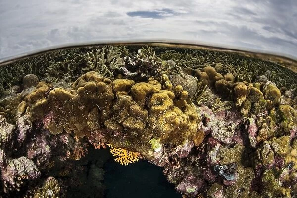 A colorful coral reef grows in shallow water in the Solomon Islands