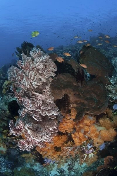 A colorful, healthy coral reef thrives in Indonesia