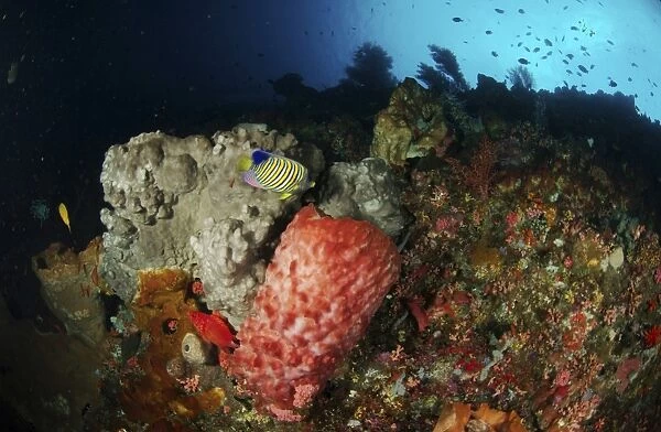 Colorful sea wall with regal angelfish and barrel sponges