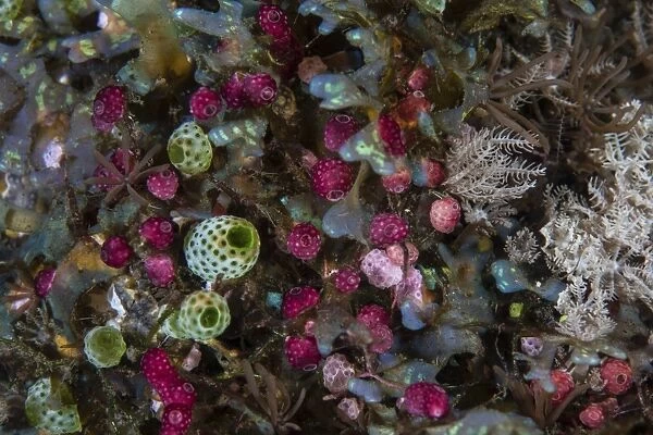 Colorful tunicates grow among coral polyps