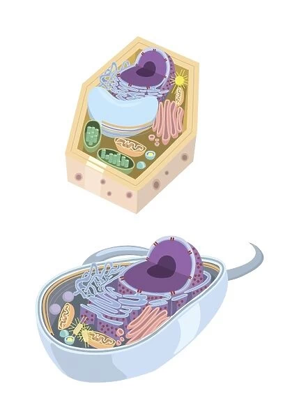 Comparative illustration of plant and animal cell anatomy