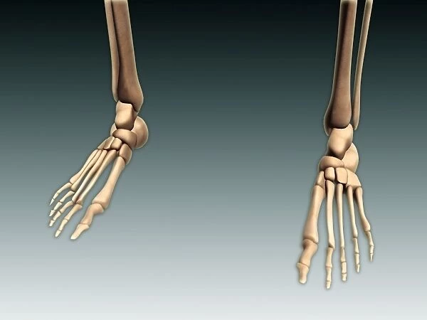 Conceptual image of bones in human legs and feet