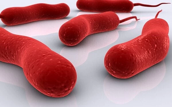 Conceptual image of cholerae bacteria