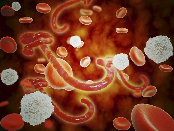 Conceptual image of ebola virus in blood stream