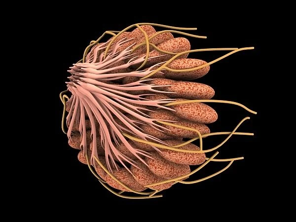Conceptual image of female breast anatomy