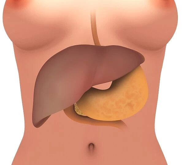 Conceptual image of human digestive system in female body