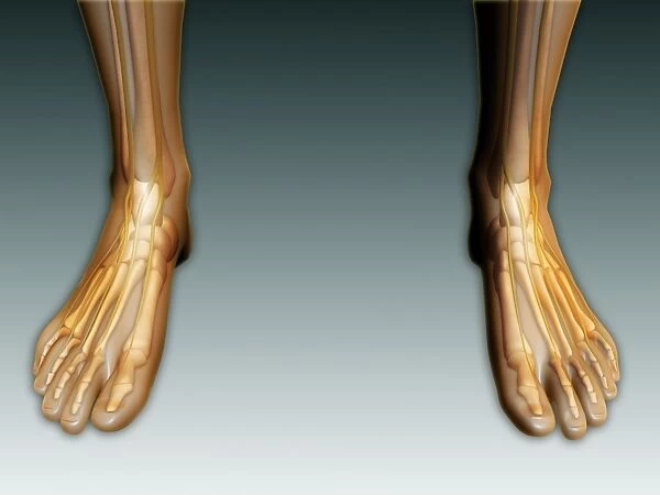 Conceptual image of human legs and feet with nervous system