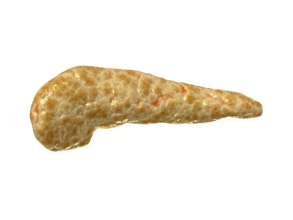 Conceptual image of human pancreas