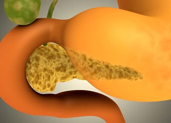 Conceptual image of human pancreas and stomach