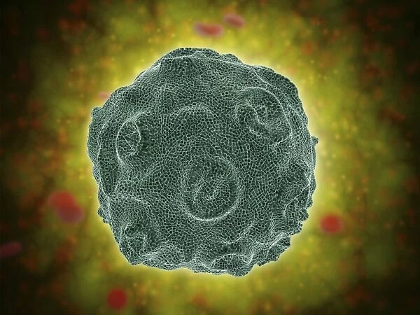 Conceptual image of the Human Papilloma Virus