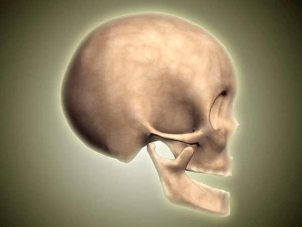 Conceptual image of human skull, side view