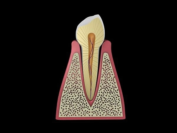 Conceptual image of human tooth