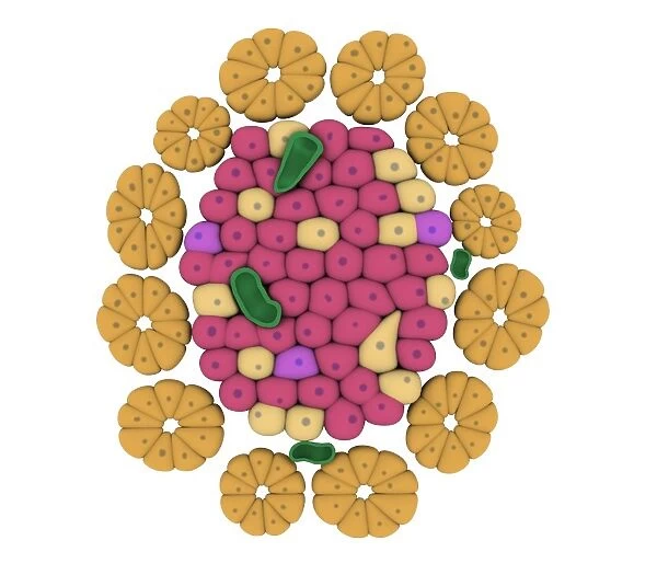 Conceptual image of pancreatic islet of Langerhans