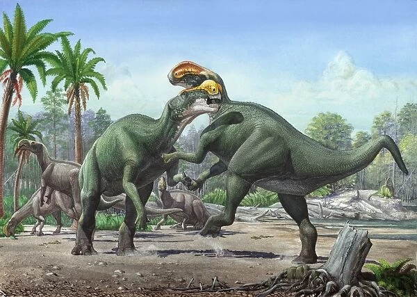 Conflict between two male Altirhinus kurzanovi dinosaurs