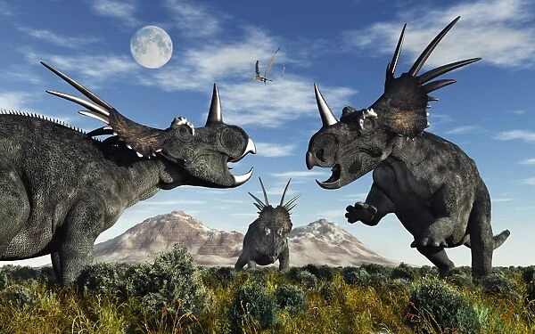 Confrontation between male Styracosaurus dinosaurs