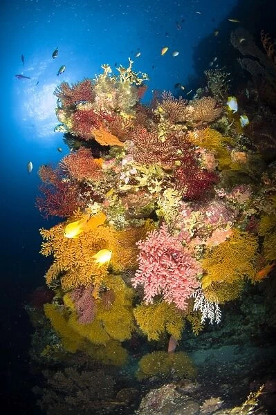 Coral reef seascape, Australia