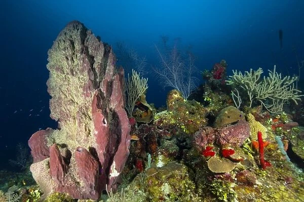 Coral reef and sponges, Belize