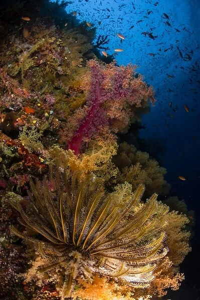 Crinoid and soft coral, Fiji