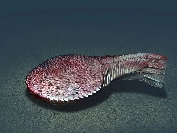 Ctenaspis is a jawless fish from the Early Devonian of Norway
