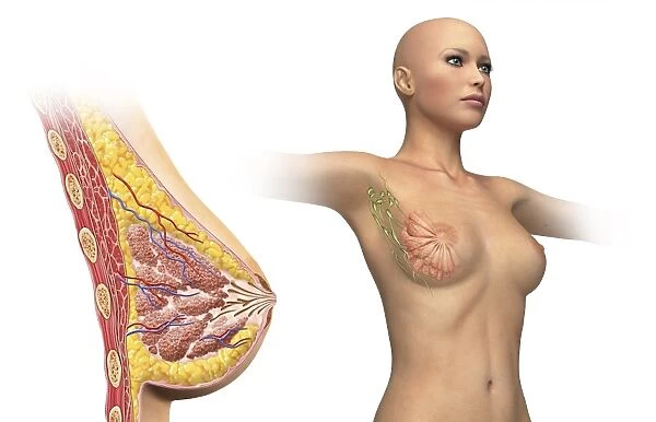 Cutaway view of female breast with woman figure showing lymphatic glands