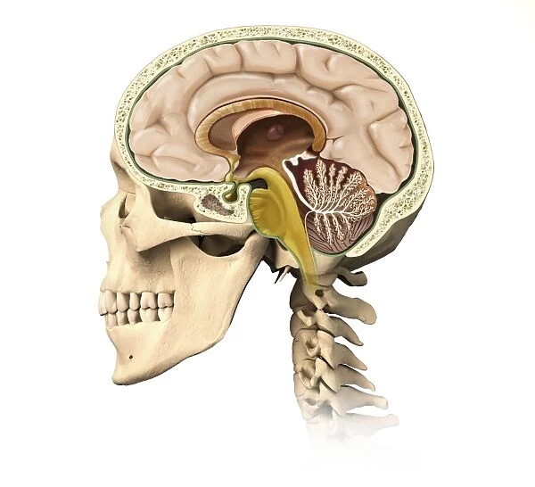 Cutaway view of human skull showing brain details, side view