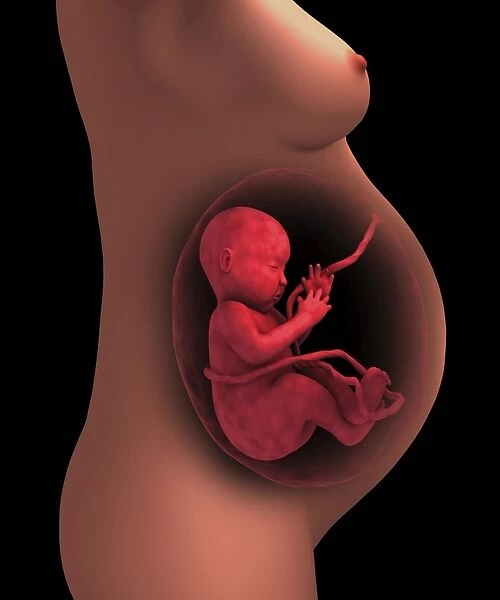 Cutaway view of a pregnant woman with fetus