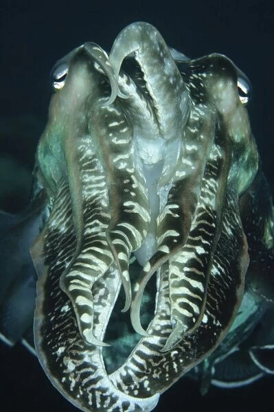 Cuttlefish, Indonesia