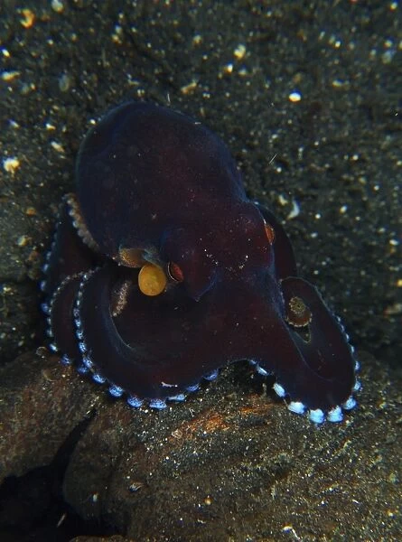 Darkly-colored coconut octopus, North Sulawesi
