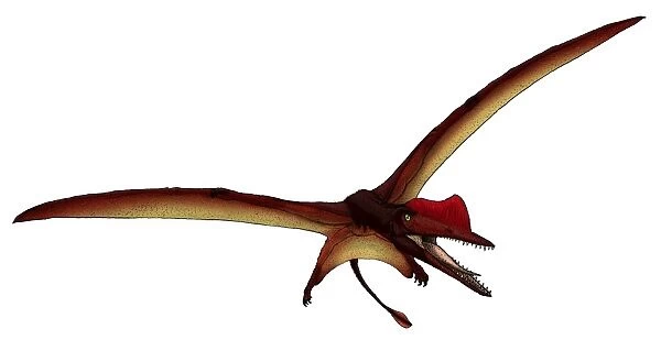 Darwinopterus, a pterosaur from the Jurassic period