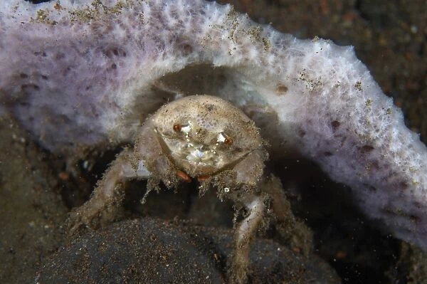 Decorator crab with mauve sponge on the head, Bali, Indonesia