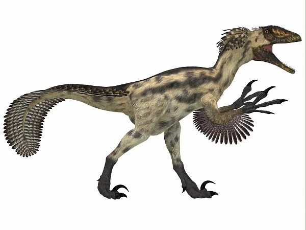 Deinonychus, a carnivorous dinosaur from the early Cretaceous Period