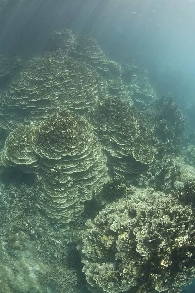Delicate reef-building corals grow on a reef inside Palaus lagoon