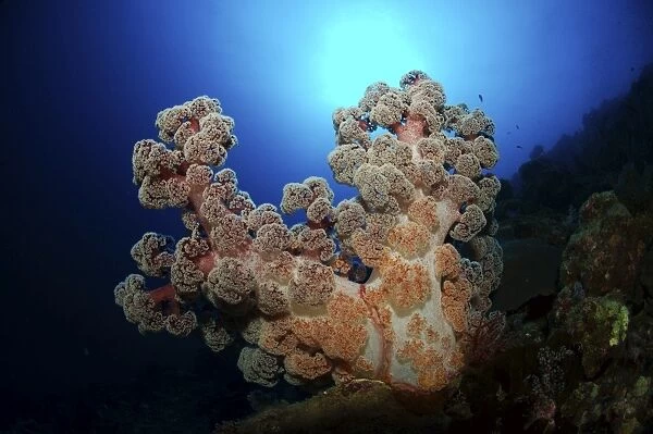 Dendronephthya soft coral, Acasta Reef, Indonesia