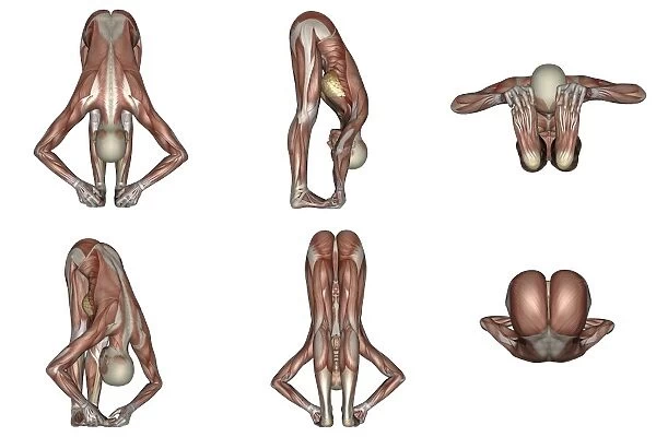 Six different views of big toes yoga pose showing female musculature
