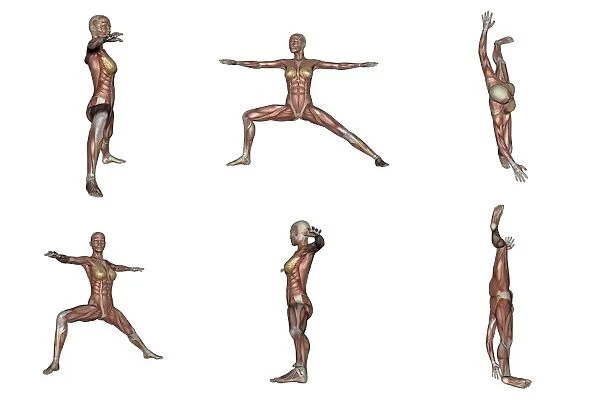 Six different views of warrior yoga pose showing female musculature
