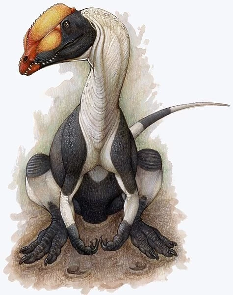 A Dilophosaurus dinosaur of the Jurassic Period