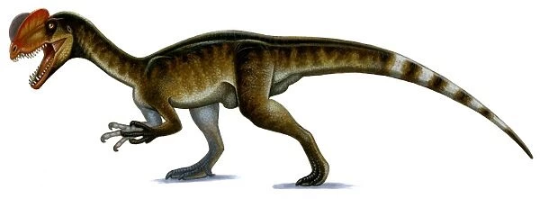 Dilophosaurus wetherilli