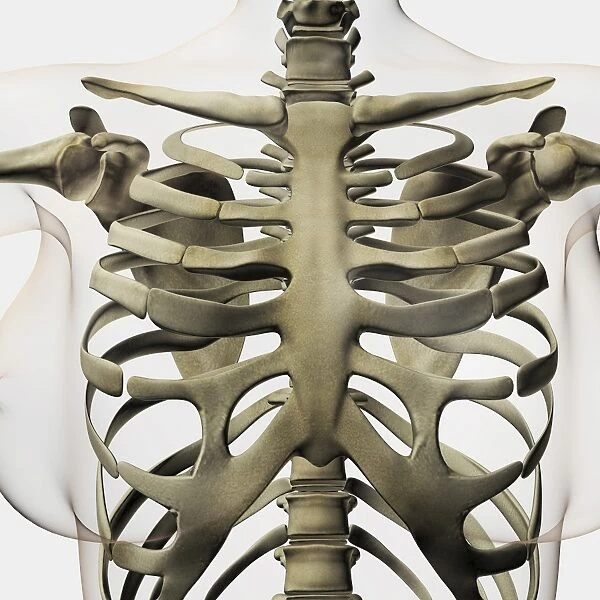 Three dimensional view of female sternum and rib cage