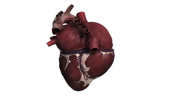 Three dimensional view of human heart, back