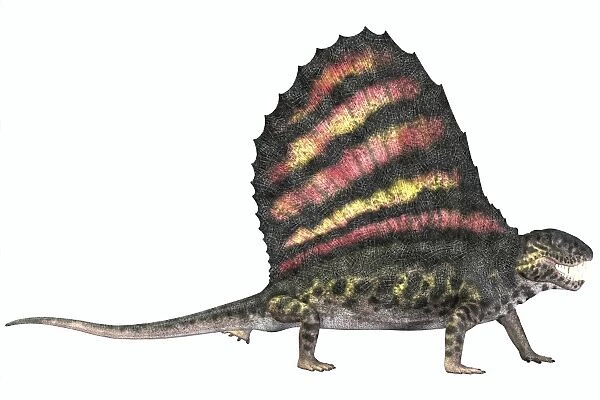 Dimetrodon reptile from the Permian period