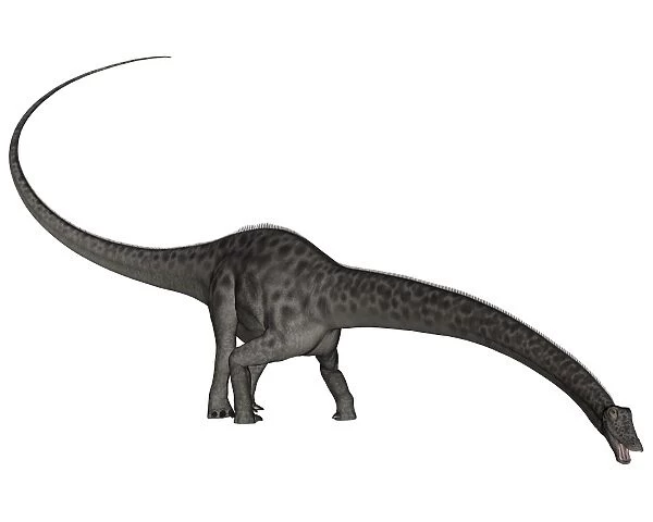 Diplodocus dinosaur with head down