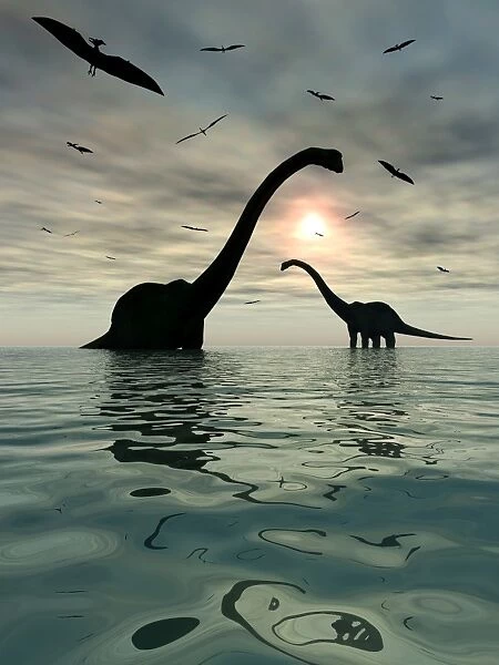 Diplodocus dinosaurs bathe in a large body of water