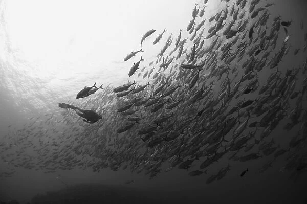 Diver approaching a large school of bigeye trevally, Papua New Guinea